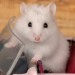 hamster-dragster-featured